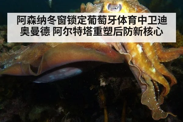 阿森纳冬窗锁定葡萄牙体育中卫迪奥曼德 阿尔特塔重塑后防新核心